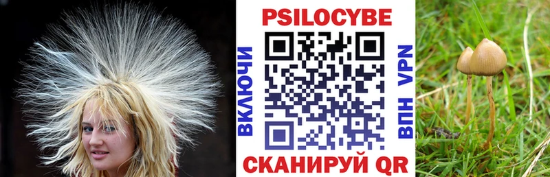 Купить закладки  Жигулёвск  Псилоцибиновые грибы мицелий 